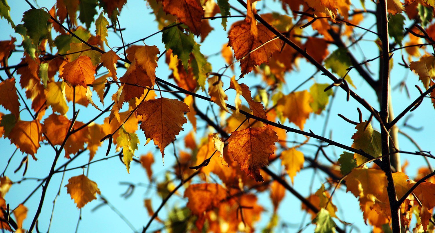 gelborange Herbstblätter vor türkisfarbenem Himmel