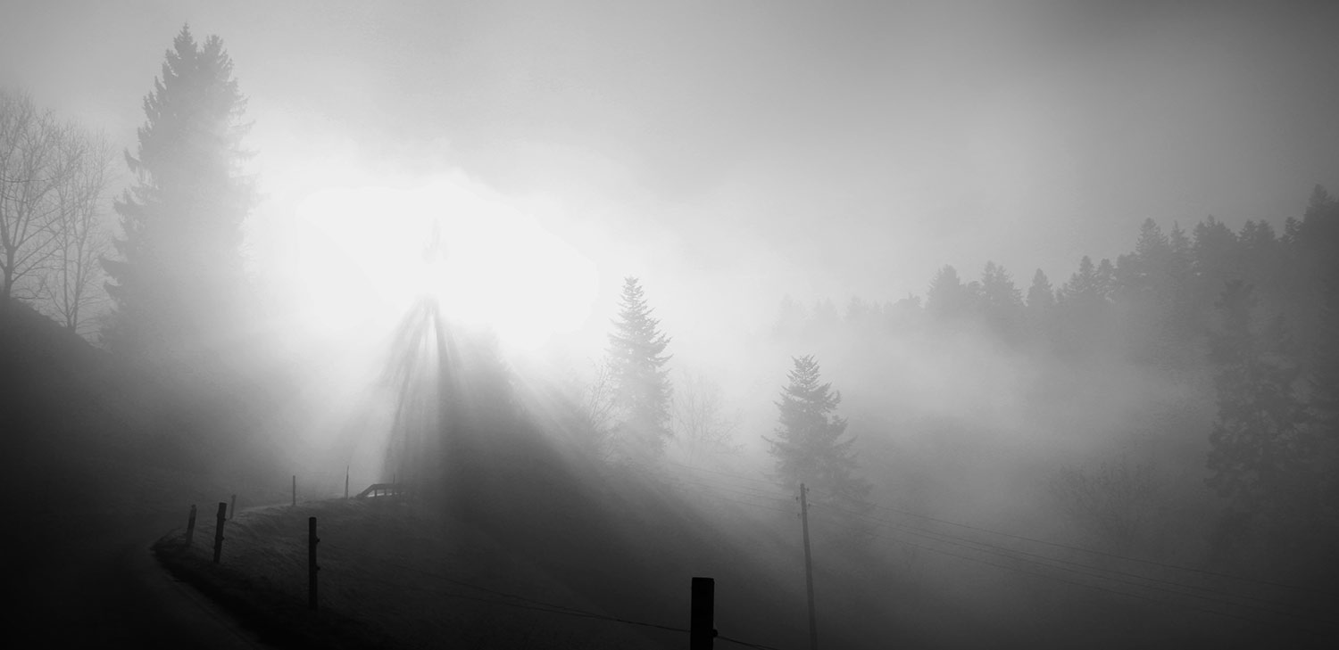 Nebel-Lichtstimmung mit Weg und Tannen