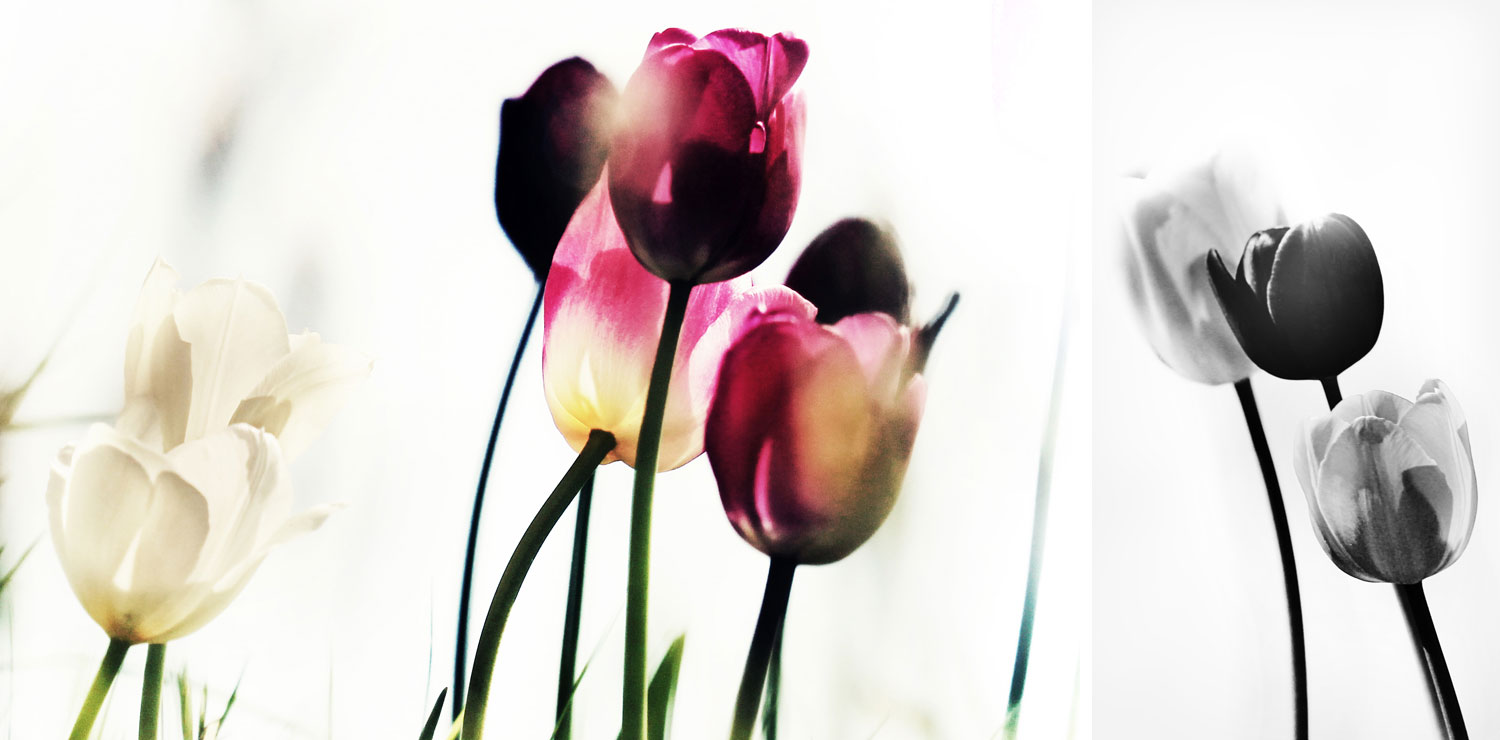 Naturfoto mit verschiedenen farbigen Tulpen in Wiese