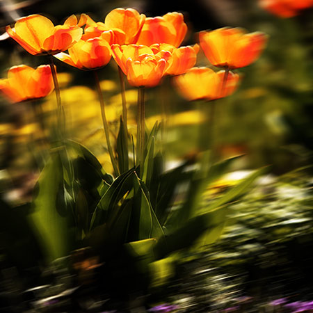 Naturfoto mit orangen Tulpen in Wiese