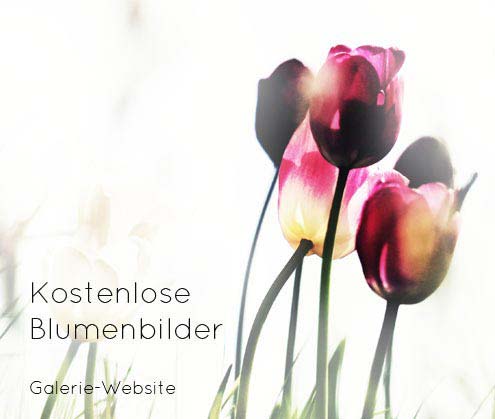 Galerie-Website 
   mit kostenlosen Blumenbildern